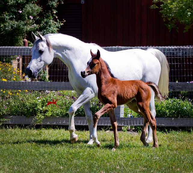 PGN Bellazima and her 2016 Major Mac V filly