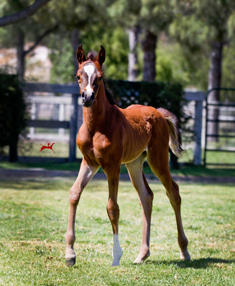 Bellizima and MMV 2016 Filly H3H9037