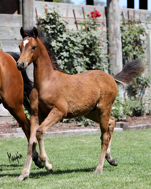 2017 a lasting love colt by major mac v BA0A4649HP