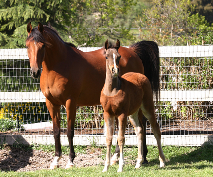 Ames Perfection and 2009 Maclintock colt