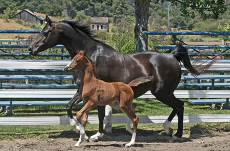 Amazing Grace with filly