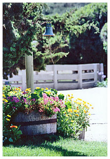 flowers bell farm