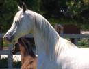 2017leading lady mea and filly
