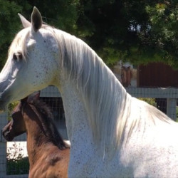 2017leading lady mea and filly