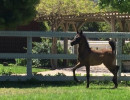 2017leading lady mea filly