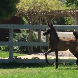 2017leading lady mea filly