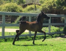 2017leading lady mea filly
