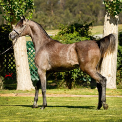 2018 amadeus v sept h3h4236