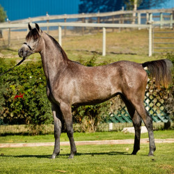 2018 amadeus v sept h3h4257
