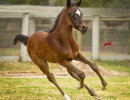 american fashion v filly h3h7981