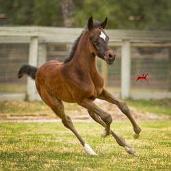 american fashion v filly h3h7981