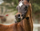 american fashion v filly h3h8167