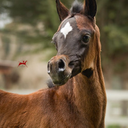 american fashion v filly h3h8167