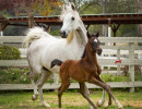 american fashion v filly h3h8279