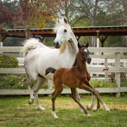 american fashion v filly h3h8279