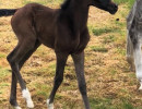 american fashion v filly1