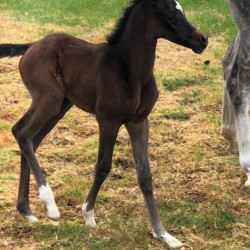 american fashion v filly1