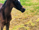 american fashion v filly2
