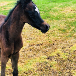 american fashion v filly2