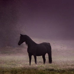 audacious mare varian9 10 lg