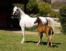 mistimornand2010colt