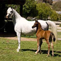 mistimornand2010colt
