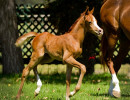psyngle rose fa filly h3h7728