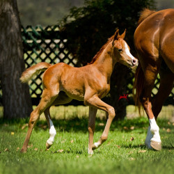 psyngle rose fa filly h3h7728