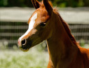 psyngle rose fa filly h3h7936