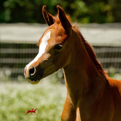 psyngle rose fa filly h3h7936