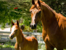 psyngle rose fa and filly h3h7839