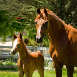 psyngle rose fa and filly h3h7839