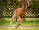 bright daneilla and colt