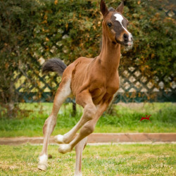 bright daneilla and colt
