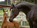 bright daniella and colt h3h8826