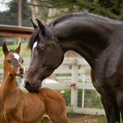 bright daniella and colt h3h8826