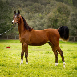 2019 brinicki v feb h3h6209