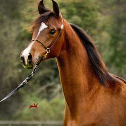 2019 brinicki v feb h3h6234