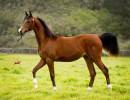2019 brinicki v feb h3h6257