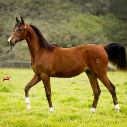 2019 brinicki v feb h3h6257