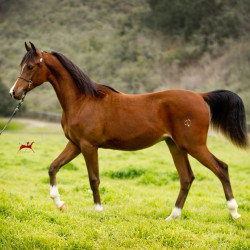 2019 brinicki v feb h3h6271