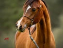 2019 brinicki v feb h3h6606