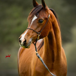 2019 brinicki v feb h3h6606