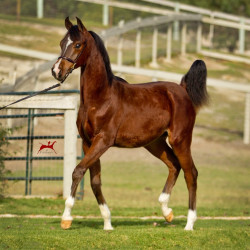 2019 brinicki v h3h2187