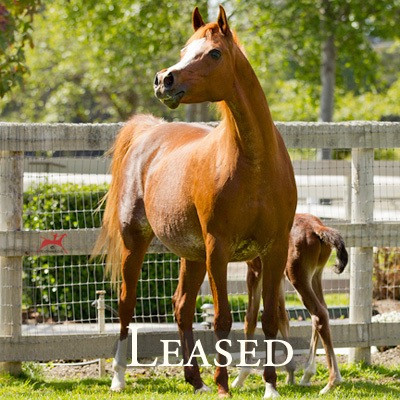 sweet klassique v leased