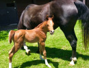 2018 cincuenta v colt