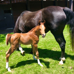 2018 cincuenta v colt
