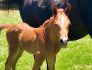 2018 cincuenta v colt