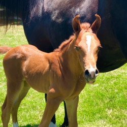2018 cincuenta v colt