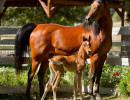 2018 crystal jewel v and colt h3h2030